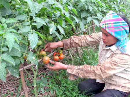 Nông dân xã Nghĩa Phúc (thị xã Nghĩa Lộ) thâm canh cây cà chua đem lại hiệu quả kinh tế cao.
Ảnh: Nhật Thanh

